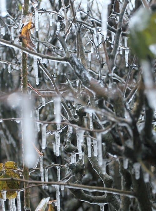 Maelstrømのポスター