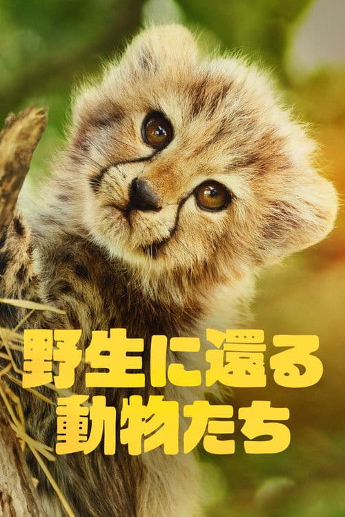 野生に還る動物たちのポスター