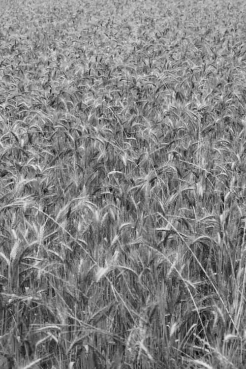 La Lucciolaのポスター